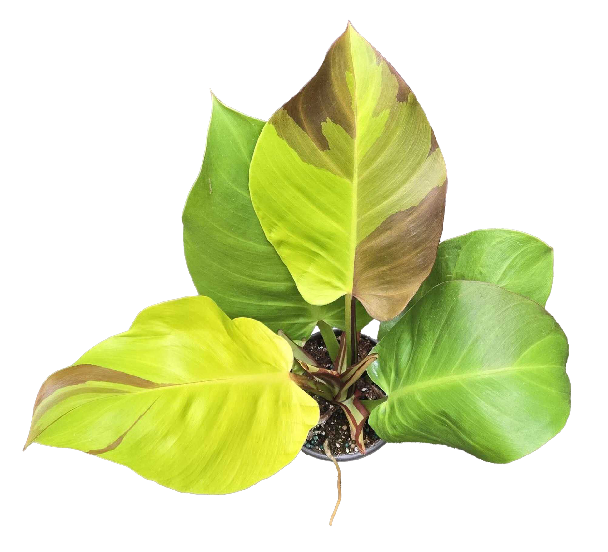 philodendron imperial yellow flame Philodendron ‘Yellow Flame’ 4”