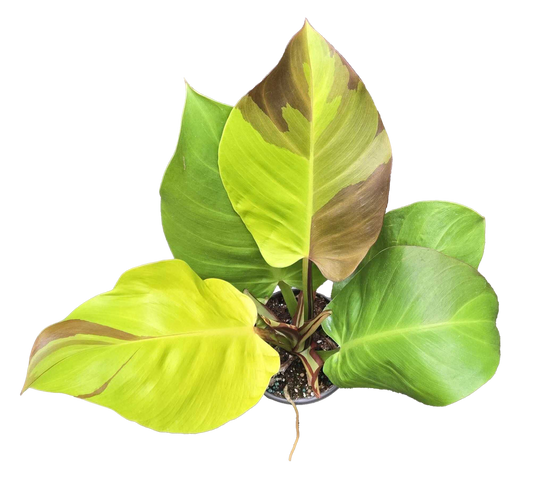 Philodendron ‘Yellow Flame’ 4”