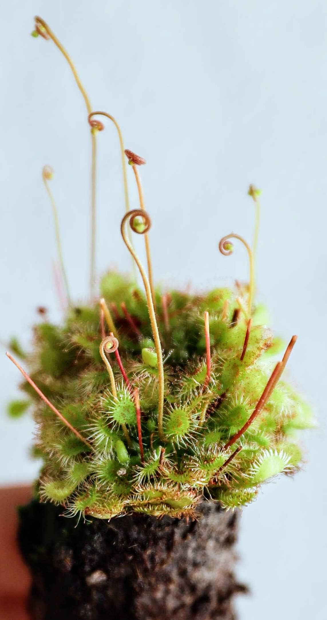 Drosera Capensis x Spatulata ‘Cape Sundew’ 2-3”