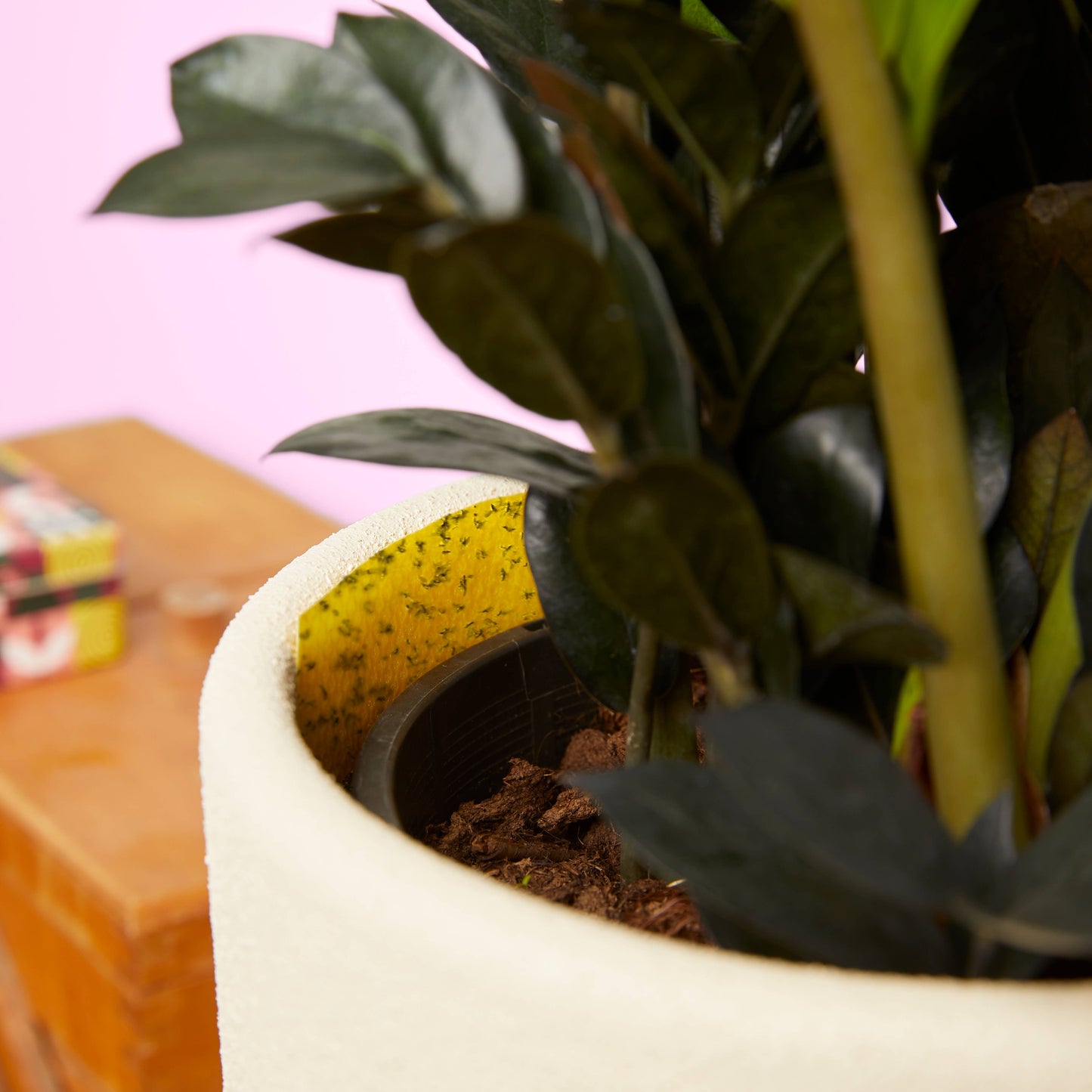 Gnat Sticky Traps with Tin Box 20 pk