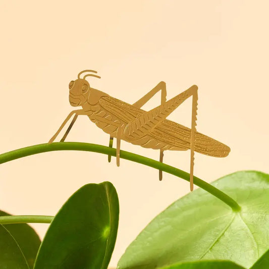 Plant Animal- Grasshopper Insect Plant Decoration