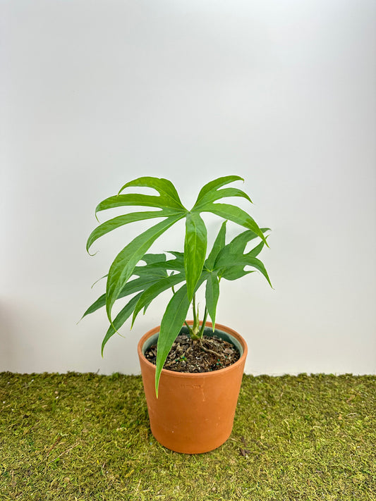 Anthurium – The Plant Room