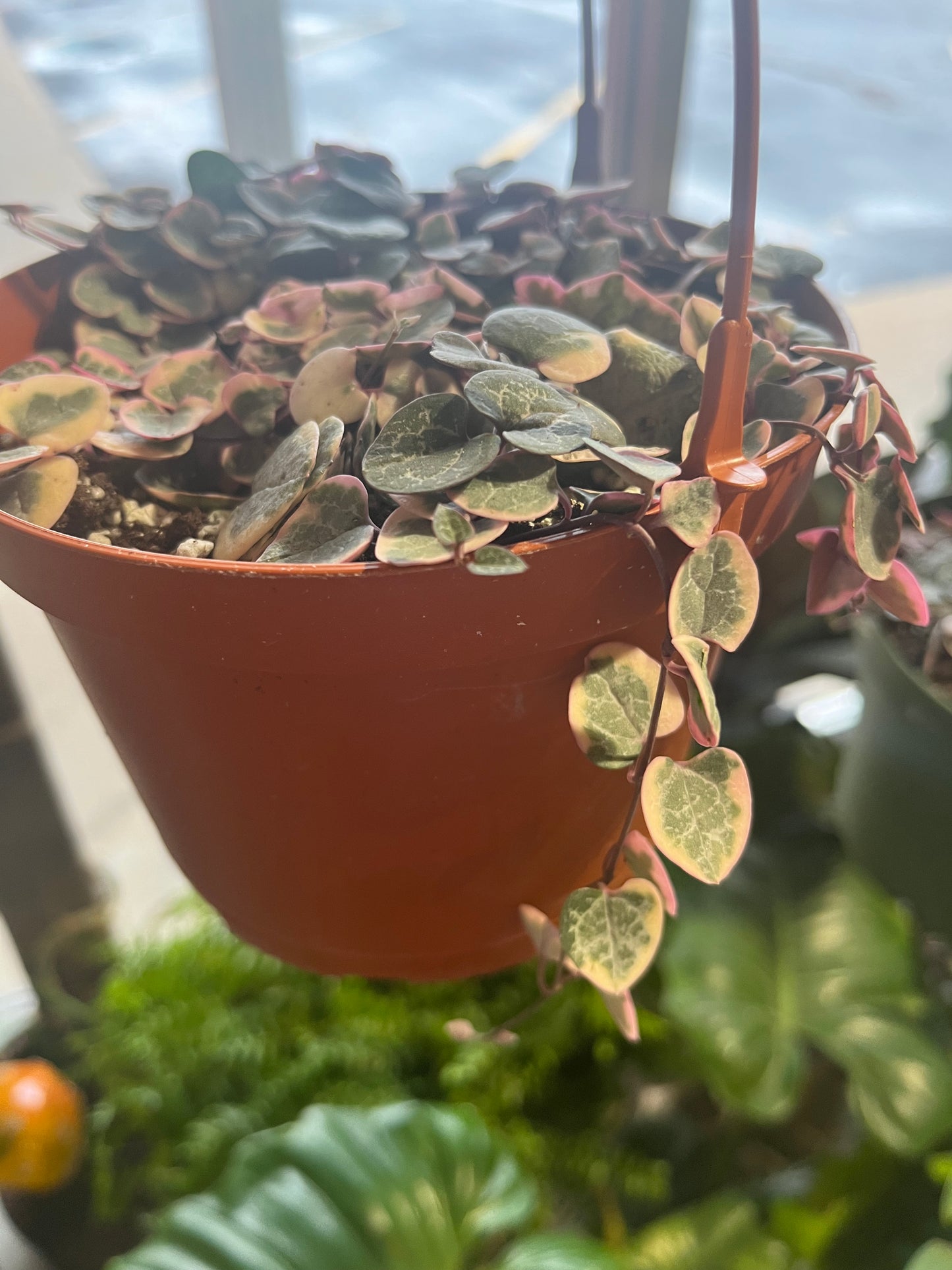 Variegated String of Hearts 'Ceropegia Woodii' 6"