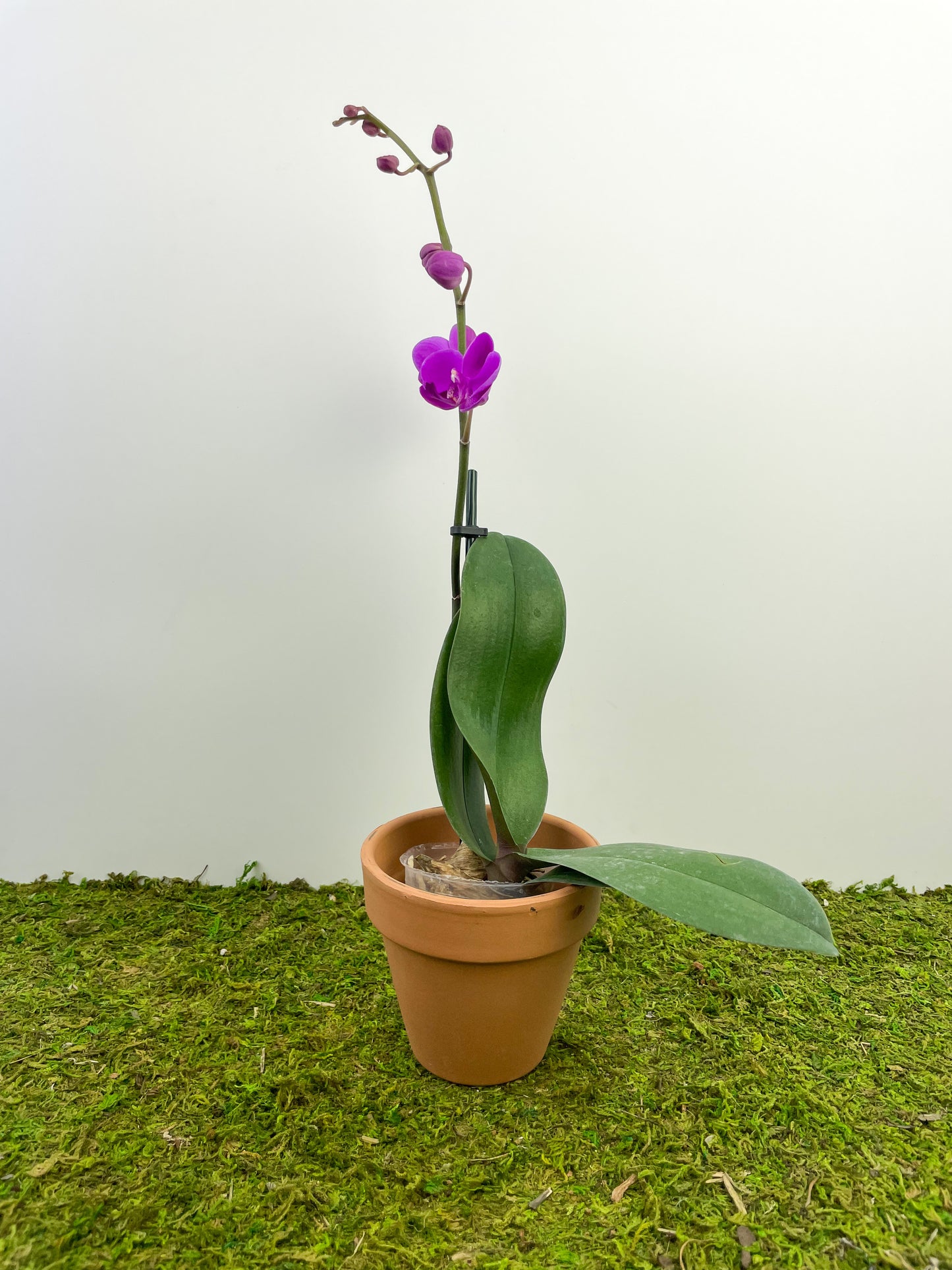 Phalenopsis 'Orchid' 4”