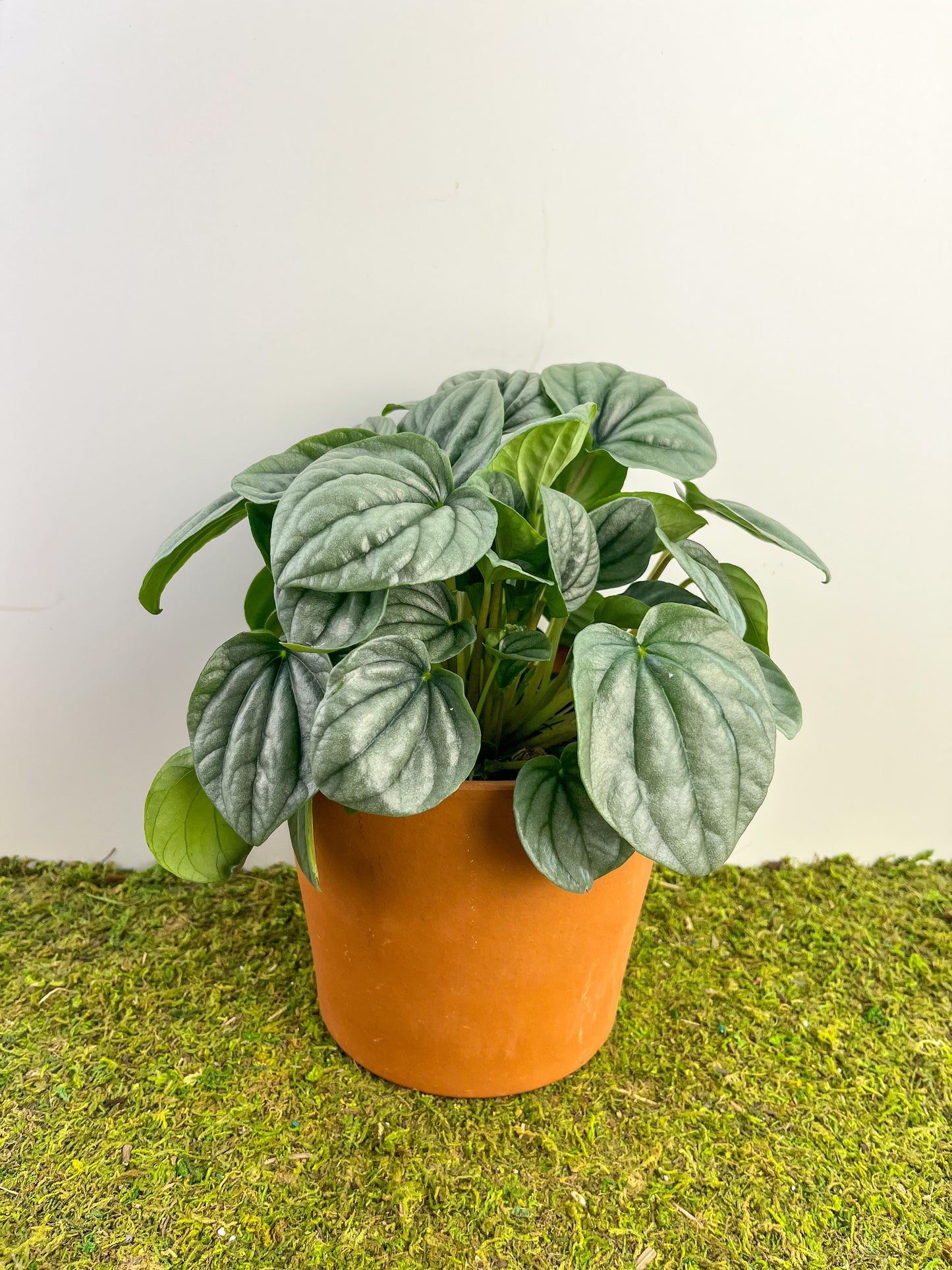 Peperomia ‘Frost’ 6”