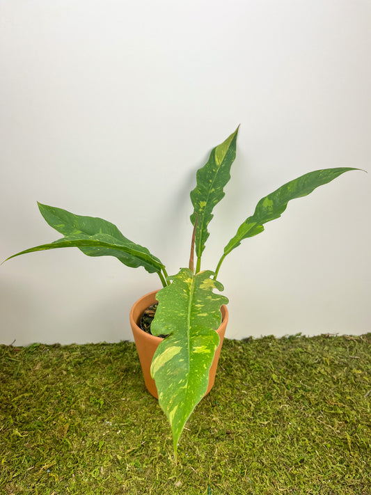 Philodendron 'Ring of Fire' 4"