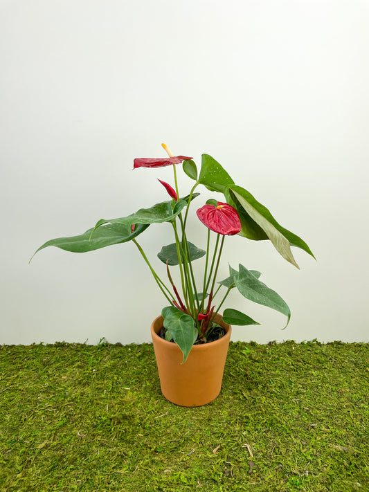 Anthurium – The Plant Room | Kunstpflanzen