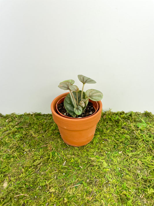 Peperomia 'Pink Lady' 2"