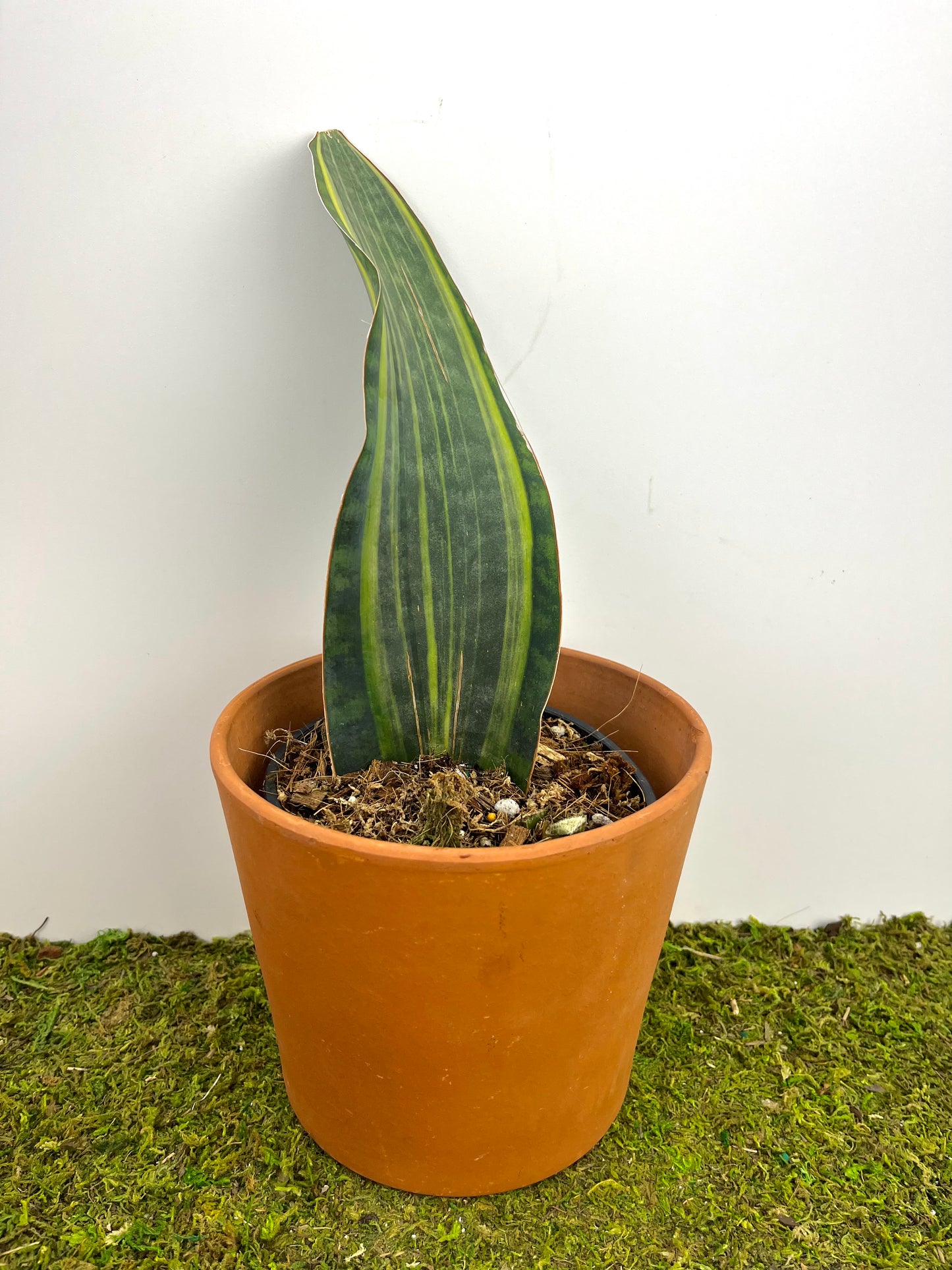 Sansevieria 'Whale Fin Variegated Yellow' 5"