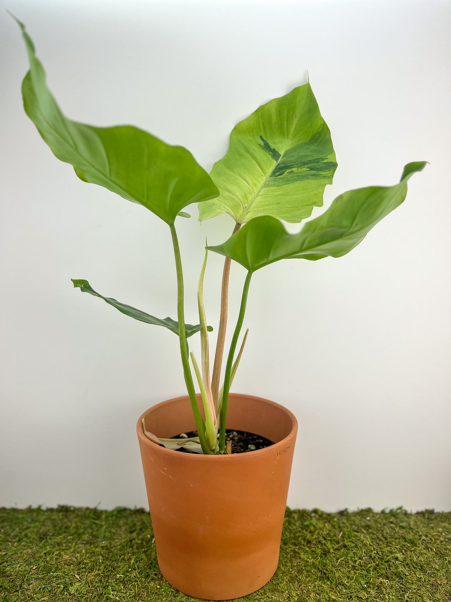 Philodendron 'Snowdrift' 6"