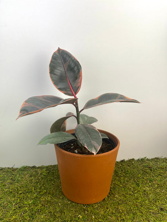 Ficus 'Ruby' 4"
