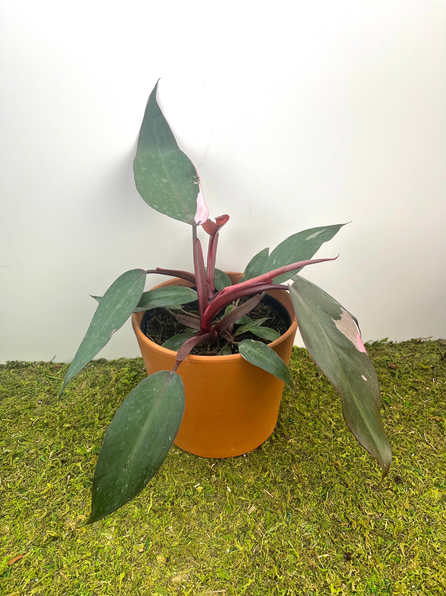 Philodendron 'Pink Princess' 6"