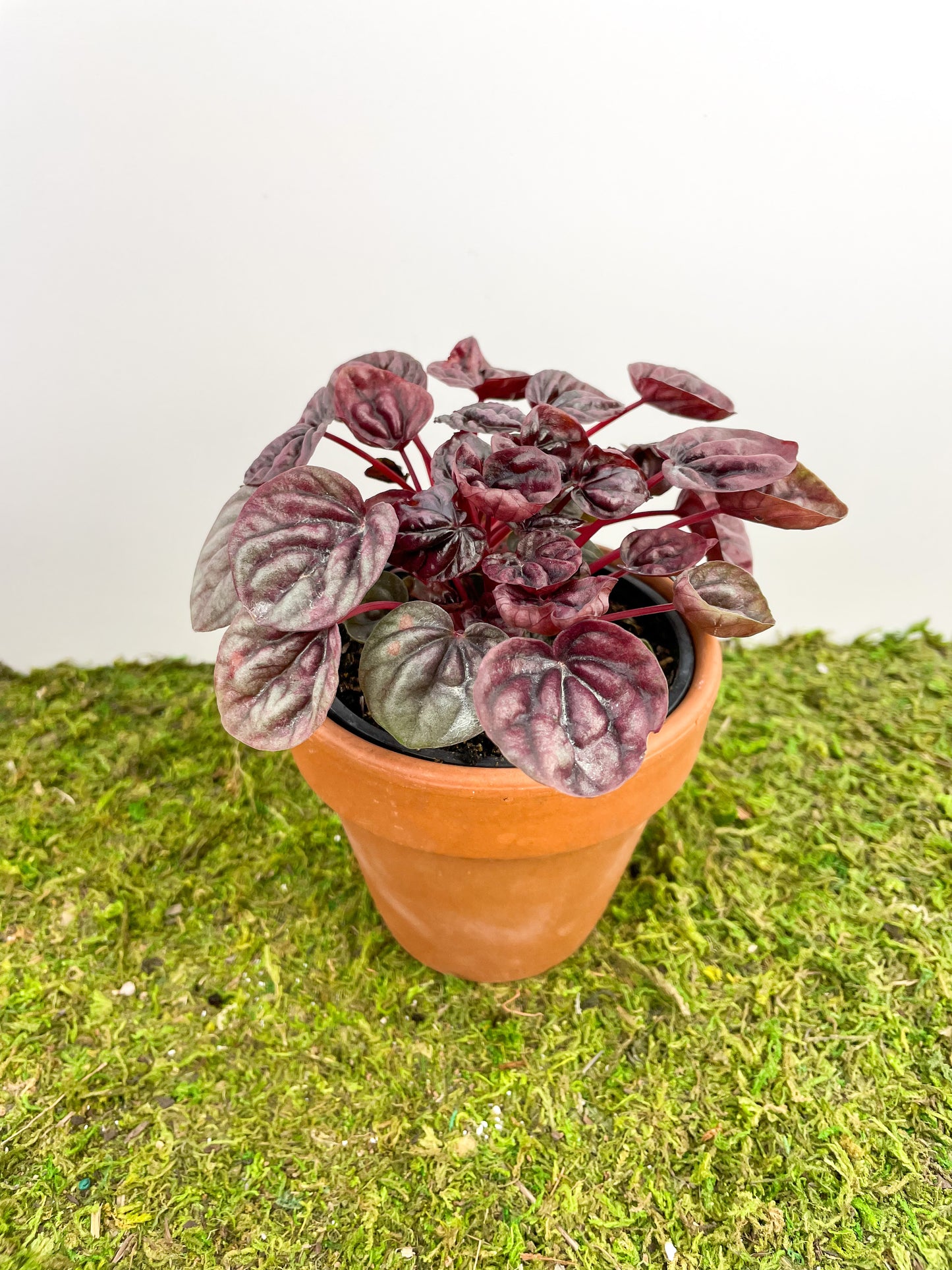 Peperomia ‘Schumi Red’ 4”