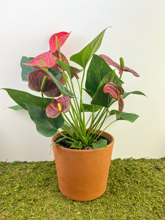 Room Anthurium Plant – The